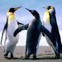 Animals Lover 