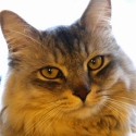 CAT HAL 