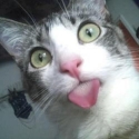 SensualCat 