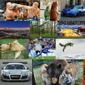 Video Digest, The Ultimate Compilations 