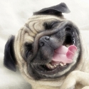 Fabulous Mr. Pug 