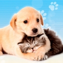 Kyoot Animals 