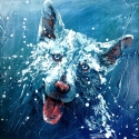 Hope For Paws - Official Rescue Channel 