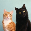 Cole and Marmalade 