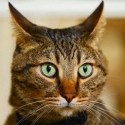 TheMeanKitty 