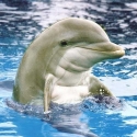 flipper577 