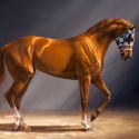 Vintage North American Horse Racing 
