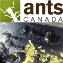 AntsCanada 