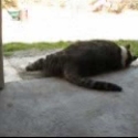 Rob's Cats & Crazy Stuff 