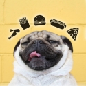 Doug the Pug 