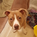 localdog44 