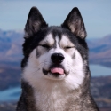 K'eyush The Stunt Dog 