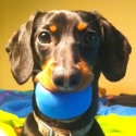 Crusoe the Celebrity Dachshund 