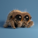 Lucas the Spider 